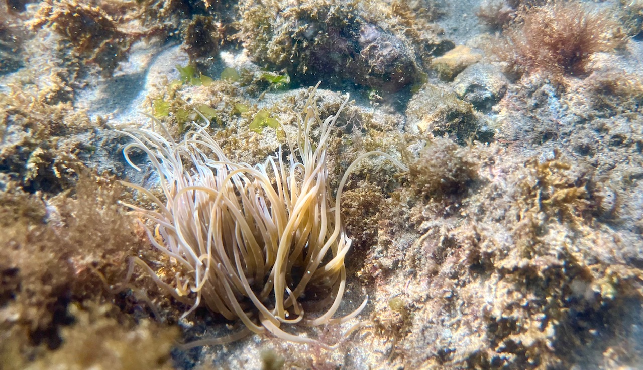 Lanemone capelli di Venere